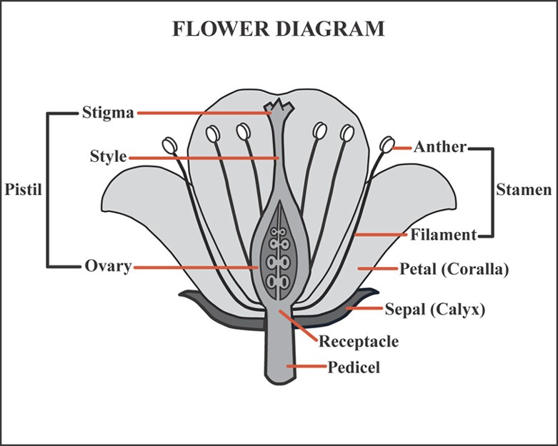 nectar flower anatomy